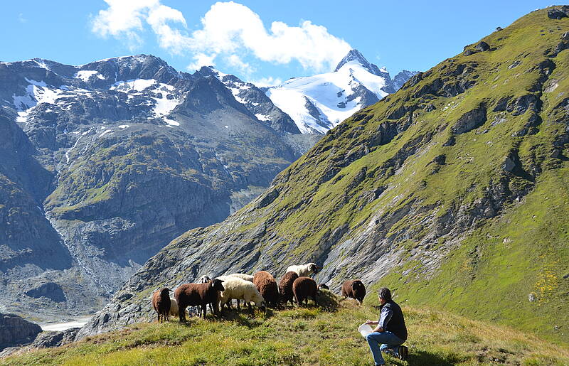 Glocknerlaemmer im Nationalpark Hohe Tauern